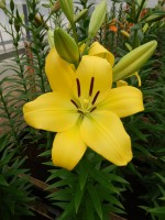 [4075 Malesco VH No02.JPG]